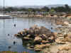 Monterey Sea Lions.JPG (195940 bytes)